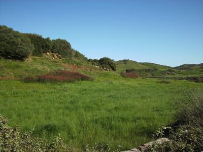 Lush greens