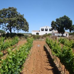 Finca Sa Marjaleta - Wine Producer