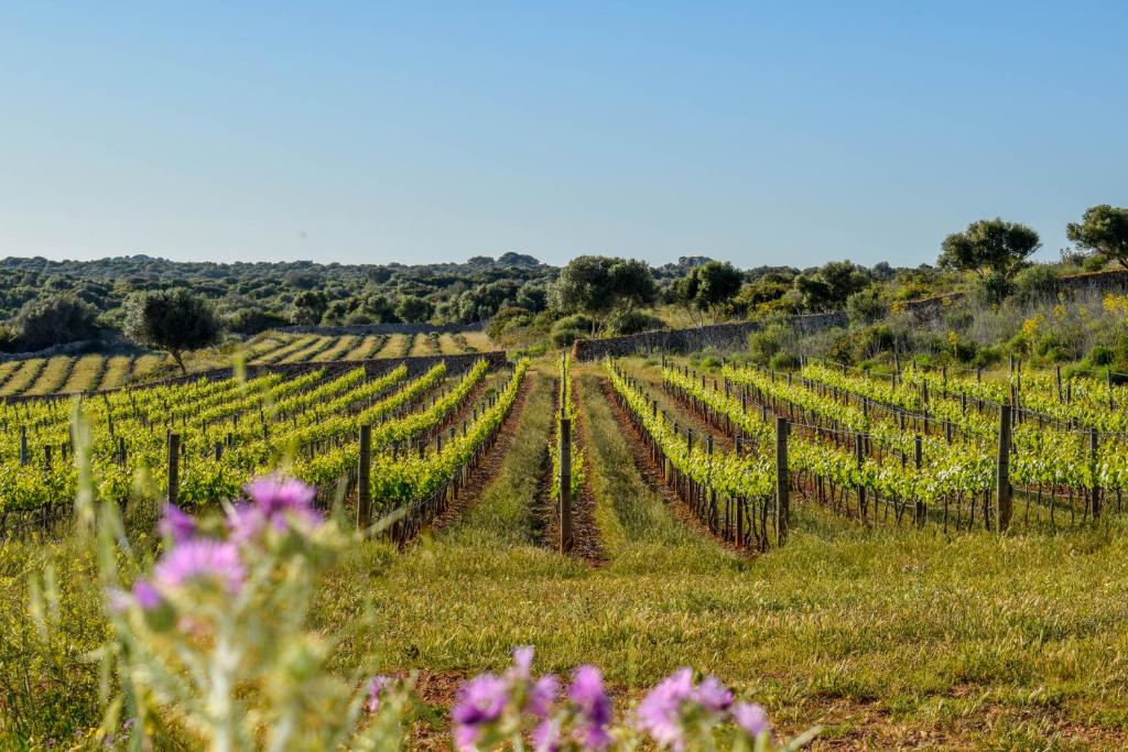 Menorca Wineries