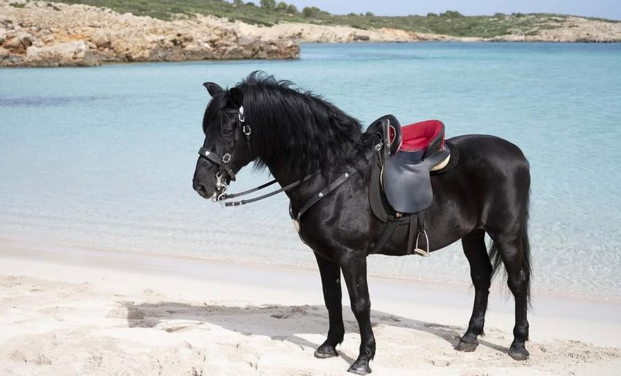 Menorca's Pure Breed