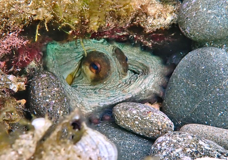 What to see and do in Playa en Fornells